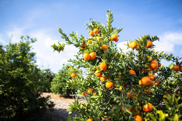 Oranges on tree with blue sky
